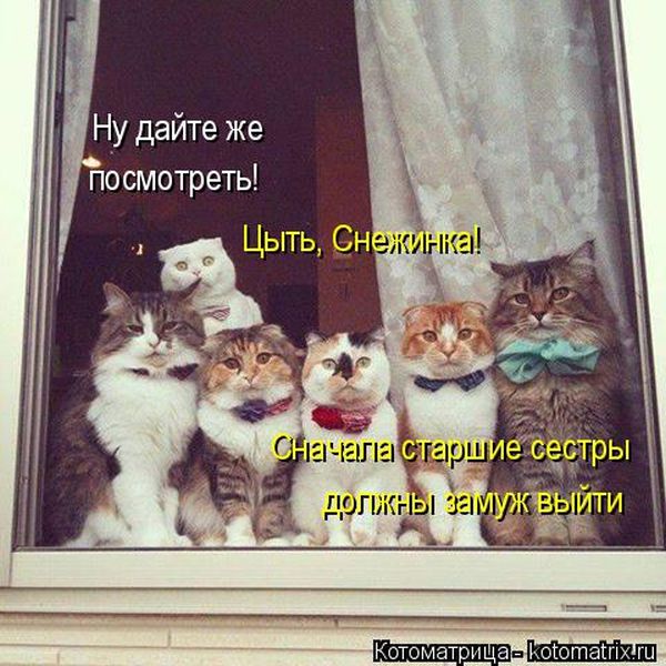 Лучшие котоматрицы недели (50 фото)