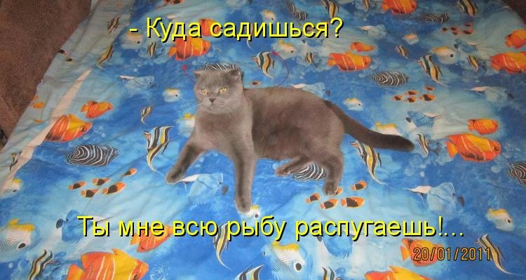 Котоматрица (81 фото)