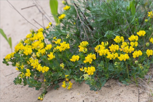 Лядвенец рогатый (Lotus corniculatus)