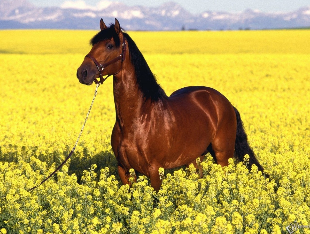 Пост любви к лошадям лошади, факты, фото