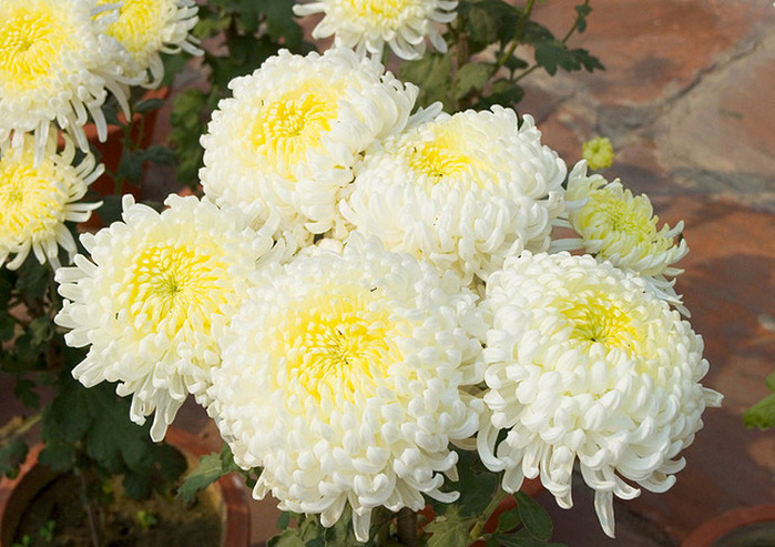 Chrysanthemum Flower Arrangements