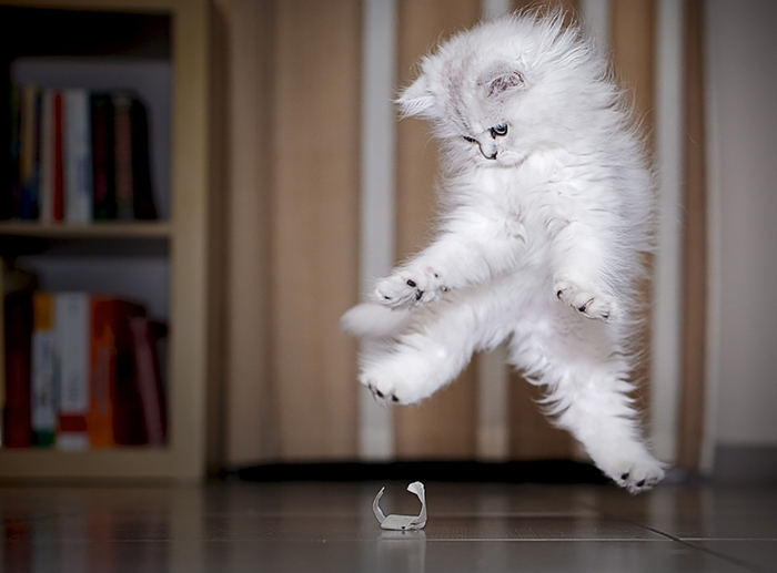 116789582_JumpingCats14.jpg 116789582_JumpingCats14.jpg