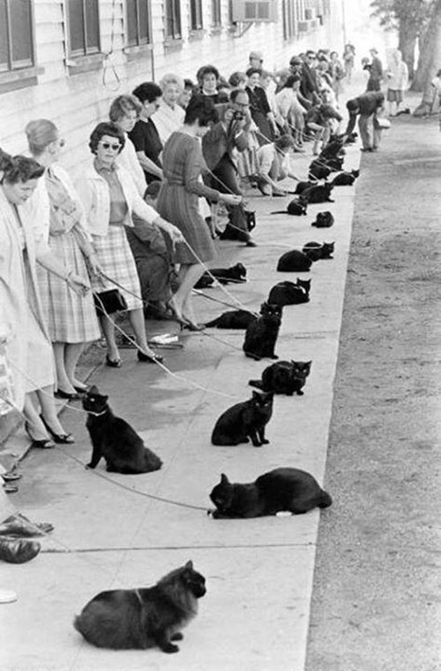 17. Предки вашего черного кота, возможно, были на этих кинопробах в Голливуде в 60-х годах. любовь, причина, черный кот