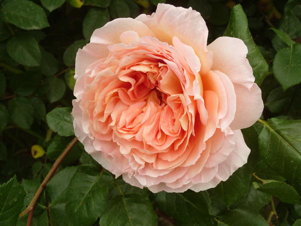 Цветок романтической розы с квадратированным центром