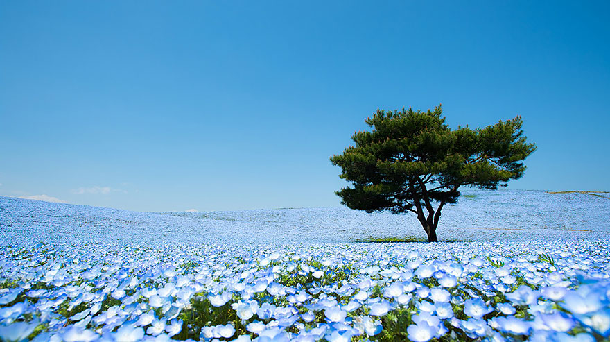 nemophilas-field-hitachi-seaside-park-1