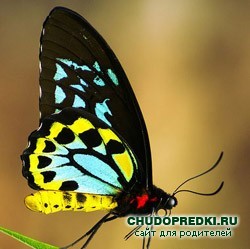 http://www.chudopredki.ru/uploads/posts/2009-09/1253877941_babochka1.jpg