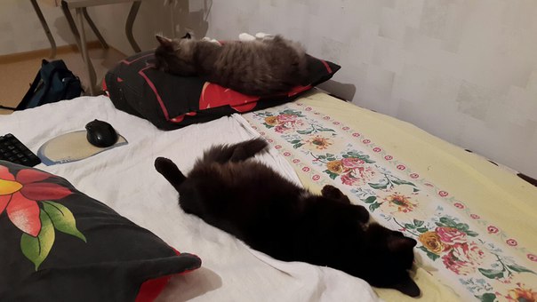 А вот мой дебошир =) А вот мой дебошир =)