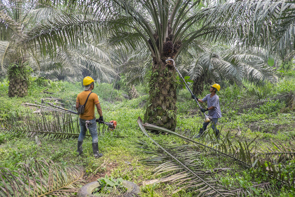 О вреде пальмового масла