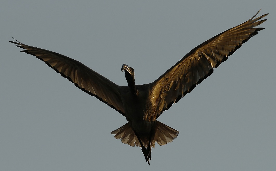  Лучшие фотографии животных со всего мира за неделю