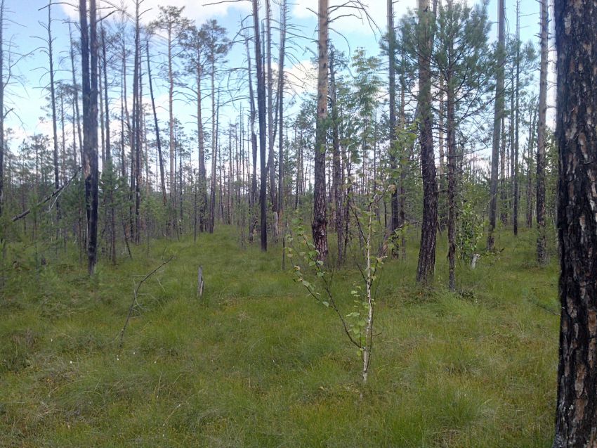 Сибирь, восточные Саяны сибирь, россия, родина, тайга