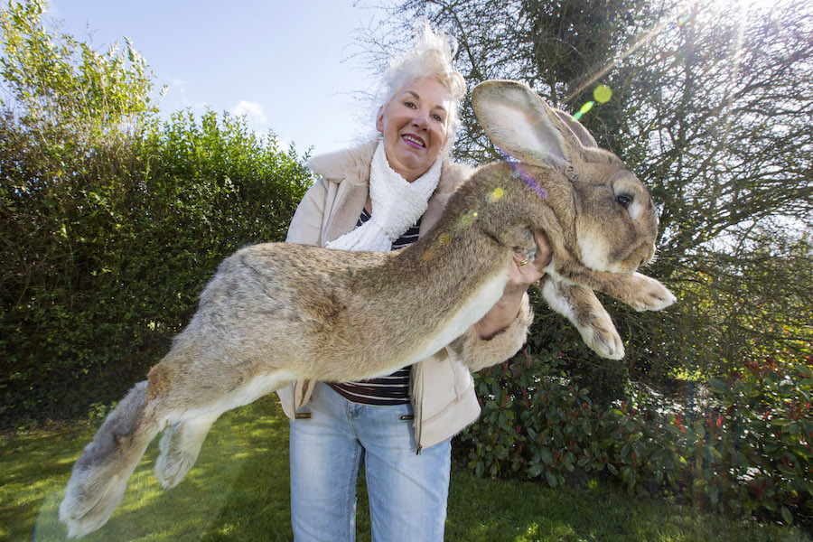1. Это Дарий. Он весит 22 кг, и он самый большой кролик в мире. без фотошопа, удивительные фотографии, фото