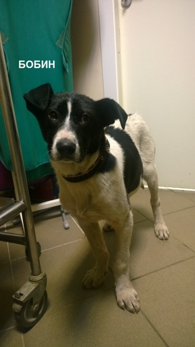 3045391_Bobin (394x700, 153Kb)