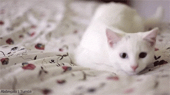 КОТЕЙКИ НА НИЖНЕМ СТАРТЕ. оГИФические. КОТЕЙКИ НА НИЖНЕМ СТАРТЕ. оГИФические.