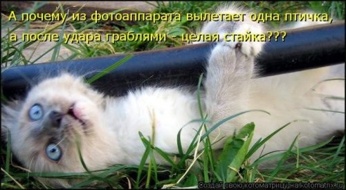 Кошачий фотопост! Кошачий фотопост! коты, юмор