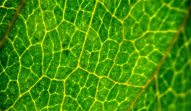 О чём растения говорят при помощи молекул