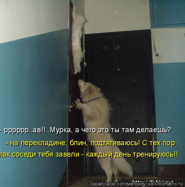 Ура!! Пятница - котоматрица!!! Ура!! Пятница - котоматрица!!!