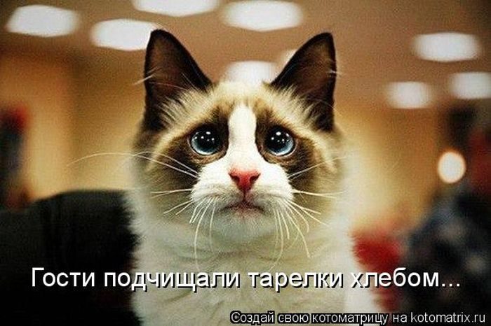 Лучшие котоматрицы недели