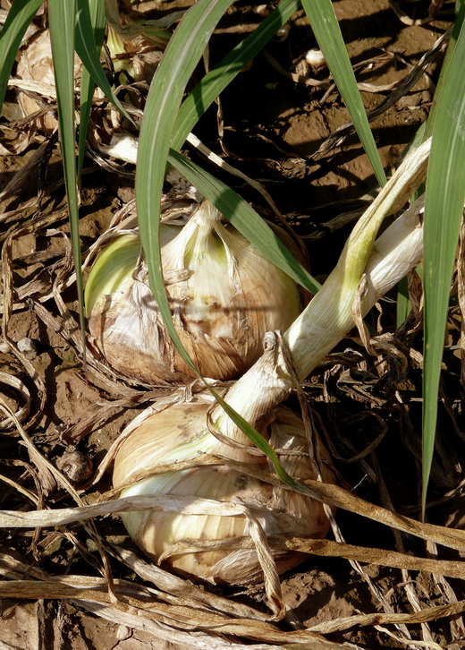 Лук репчатый (allium cepa) Лук репчатый или «Чиполлино на Вашем огороде»