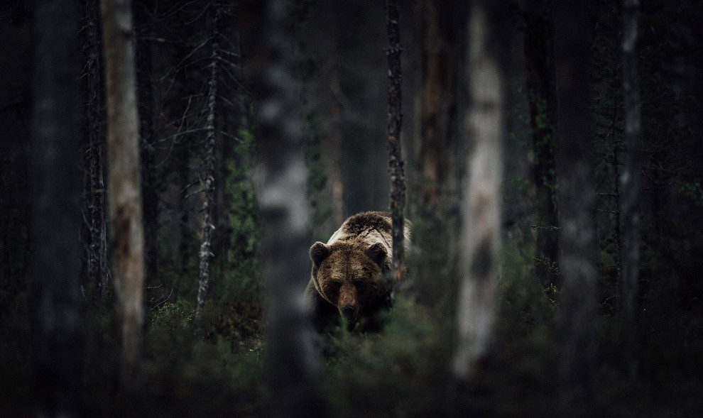 Медведь в финских лесах.  national geographic, конкурс, фотография, фотоконкурс