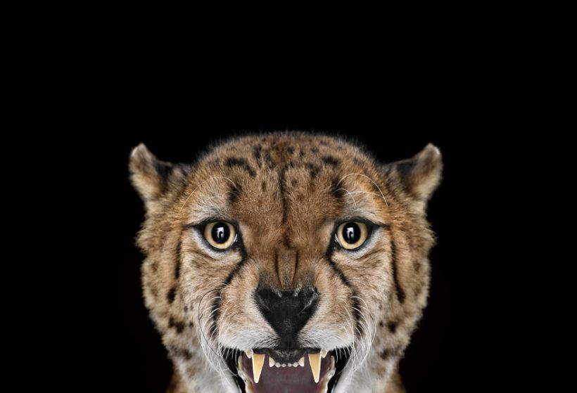 i-create-studio-portraits-of-exotic-animals-looking-directly-into-the-camera4__880