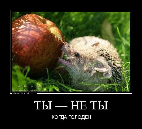 Ты не ты когда голоден! Ты не ты когда голоден, позитив, прикол, юмор