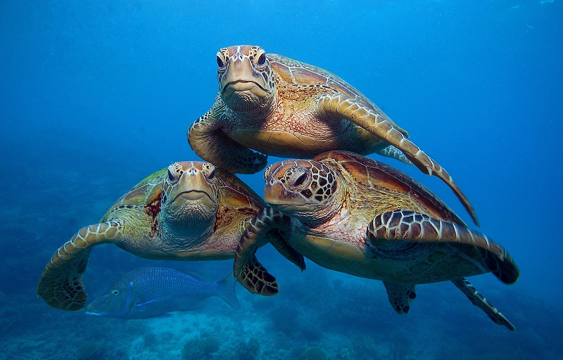Подводный мир прекрасен 4 Подводный мир прекрасен 4
