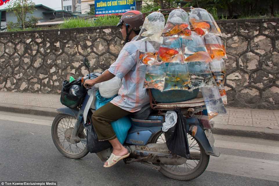 Эти бесстрашные вьетнамцы могут перевозить на мопедах всё что угодно