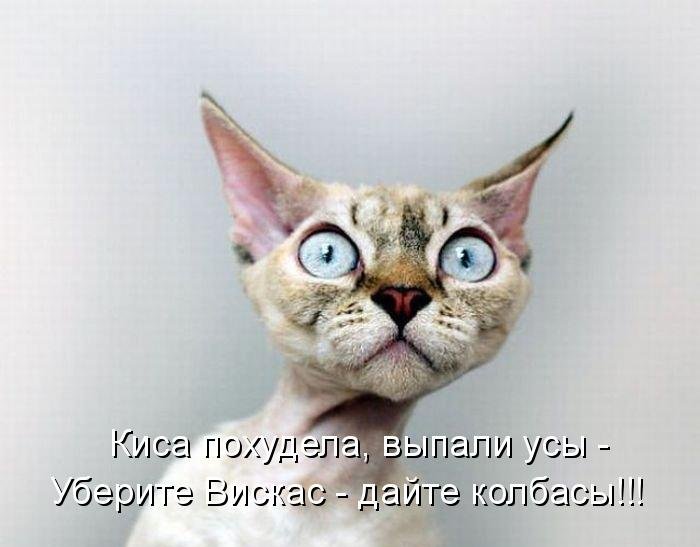 Котоматрица (81 фото)