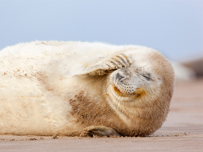 Улыбающийся тюлень.