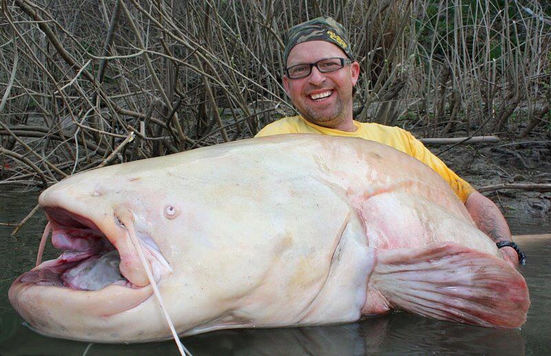 huge-white-catfish