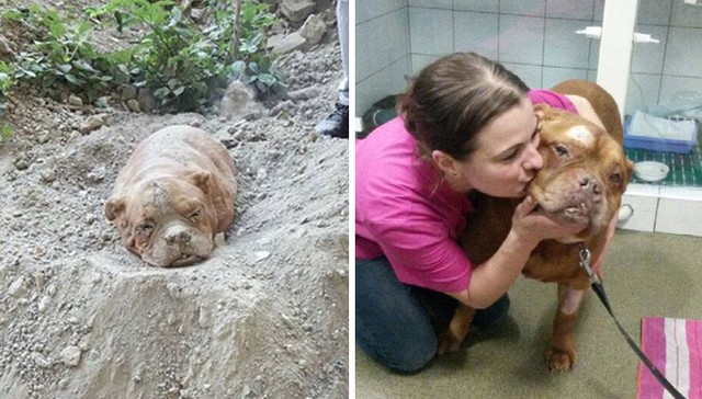 rescue dog, buried alive