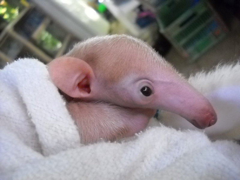 animalbaby30