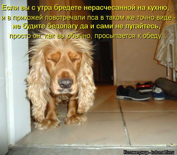 И снова котоматрица!!! И снова котоматрица!!!