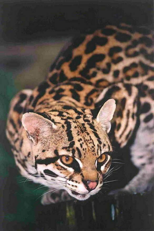 Оцелот  кошка, мир, оцелот