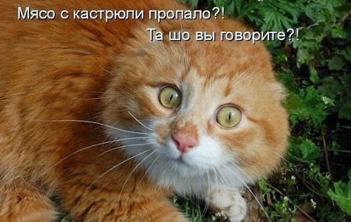 Смешные кошки