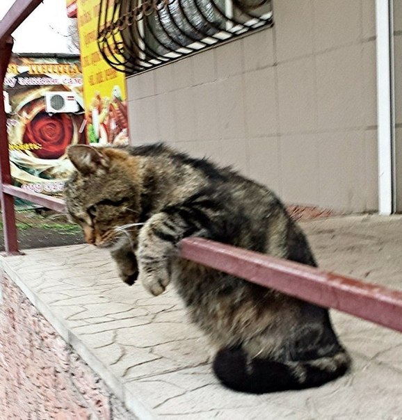 У котов тоже бывают тяжелые дни У котов тоже бывают тяжелые дни