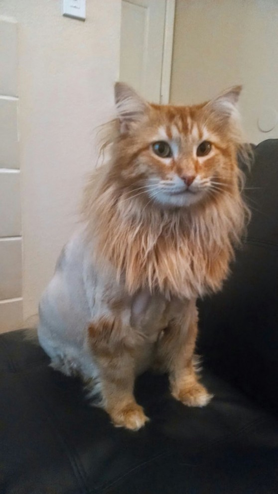 Бритые коты