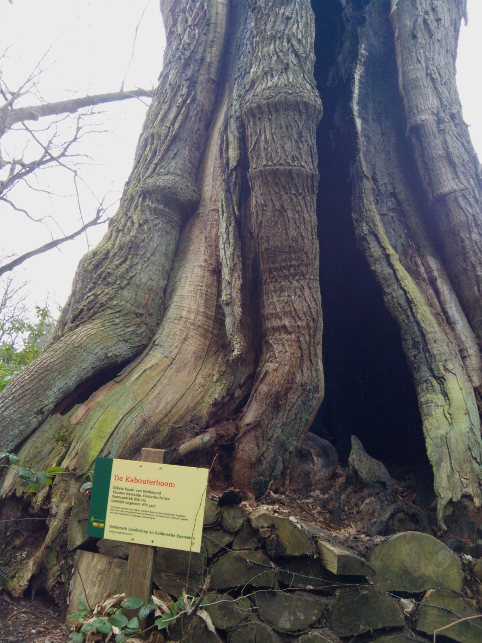 Пятисотлетнее дерево в Нидерландах интересное, фото