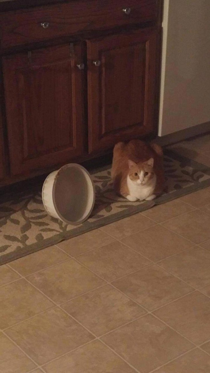 Смешные кошки