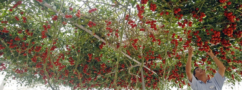 ���������� ������ ����� F1. ����