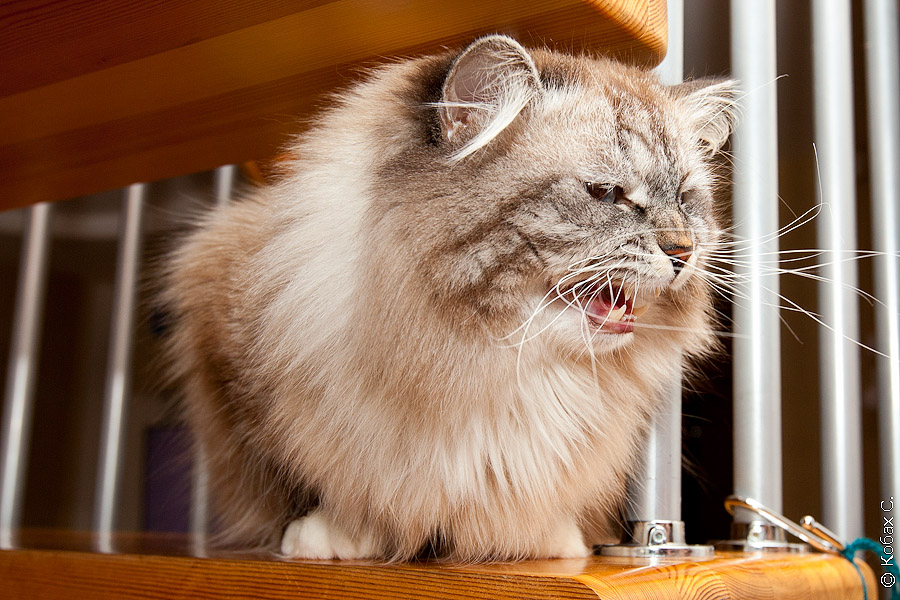 сибирский кот