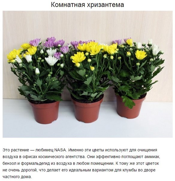 9 комнатных растений, которые отлично чистят воздух 9 комнатных растений, которые отлично чистят воздух