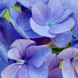 Гортензия крупнолистная (Hydrangea macrophylla)