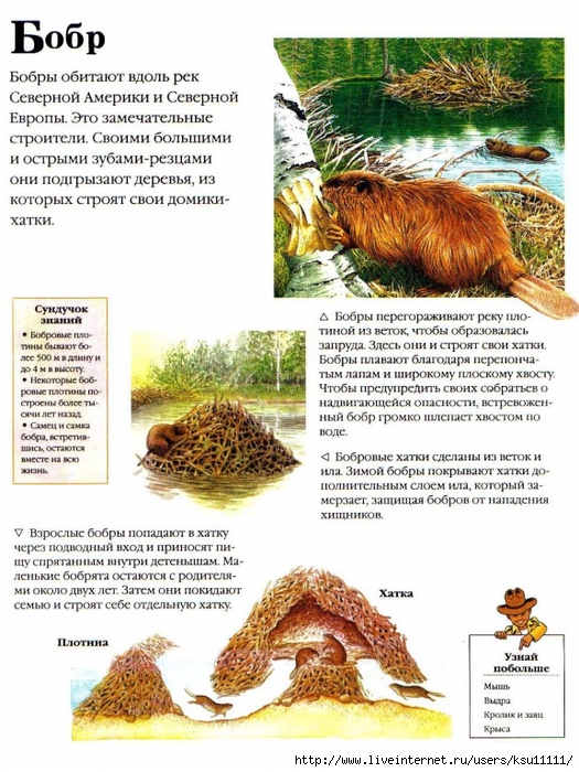 Entziklopedia dlya detei.Vse o jivotnih ot a do ya..page019 (525x700, 330Kb)