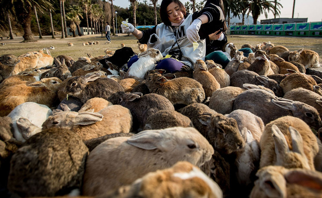 Остров Окуносима
Япония
Остров находится в непосредственной близости от берегов Японии, а населен он кроликами. Животные появились здесь не случайно: это потомки тех кроликов, которые являлись подопытными во время войны.