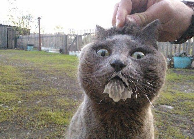 Котейки