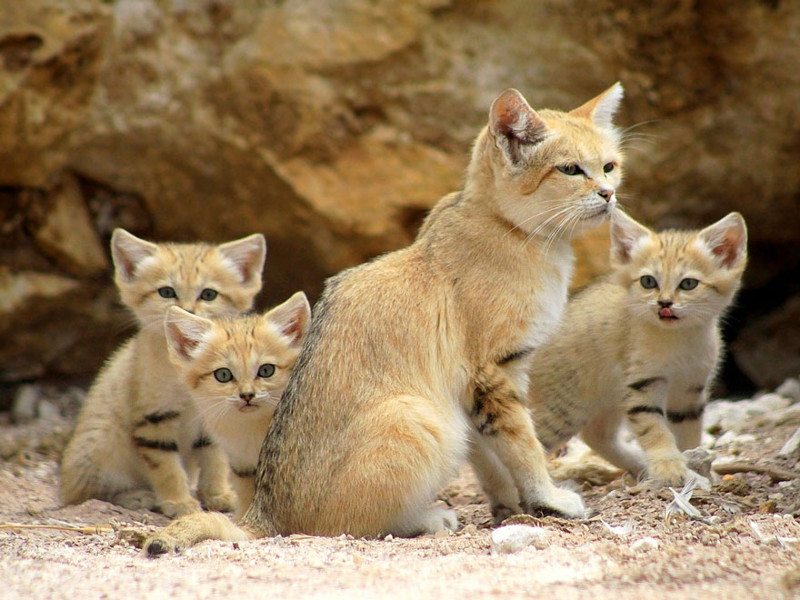 Взрослые песчаные коты выглядят как котята животные, коты, песчаный кот