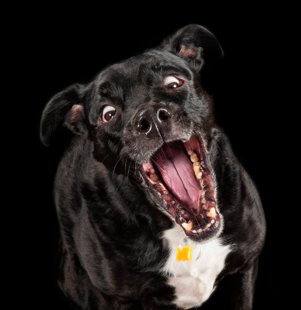 Победители Comedy Pet Photography Awards 2017