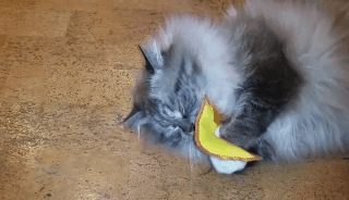 истории про кота