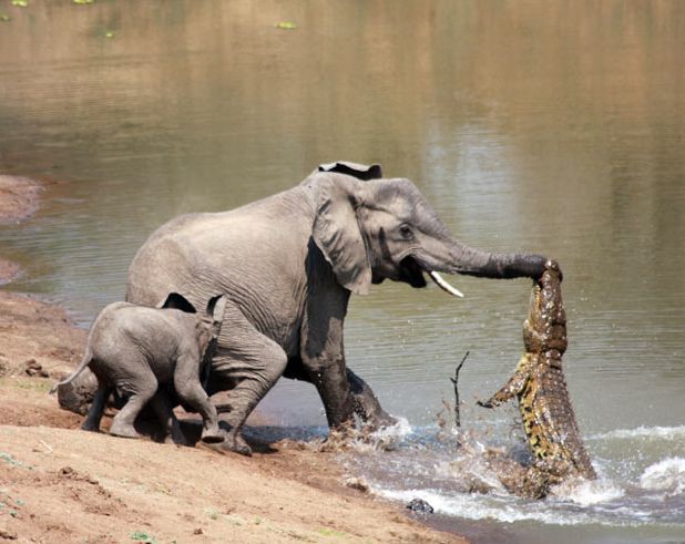 Пан или пропал: потрясающие фотографии разборок диких животных.. животные, крокодилы, слоны